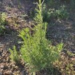 Lavandula stoechas leaf picture by Sassaris Stavros (cc-by-sa)