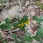 Coronilla scorpioides flower picture by Jordan Galli (cc-by-sa)