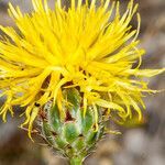 Centaurea rupestris flower picture by Martin Bishop (cc-by-sa)