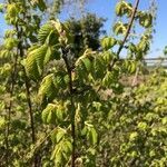 Ulmus minor habit picture by Bernard Fabier (cc-by-sa)