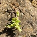 Phedimus stellatus habit picture by sophie begin (cc-by-sa)