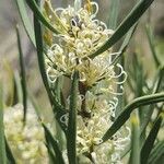 Hakea sericea flower picture by scott miller (cc-by-sa)