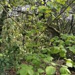 Tilia platyphyllos habit picture by Fernando Colin (cc-by-sa)