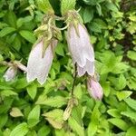 Campanula punctata flower picture by 道草 (cc-by-sa)