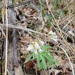 Cardamine concatenata leaf picture by Railey (cc-by-sa)