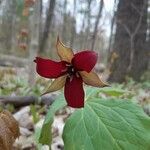 Trillium erectum flower picture by Alex Engbers (cc-by-sa)