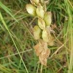 Rhinanthus minor fruit picture by Diana Mira Navarro (cc-by-sa)