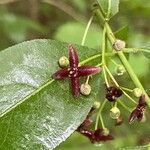 Euonymus atropurpureus flower picture by Shirley Hutcherson (cc-by-sa)