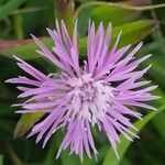 Centaurea nigrescens flower picture by Mariana Lafranconi (cc-by-sa)