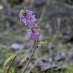 Daphne mezereum habit picture by Stefan Kamps (cc-by-sa)