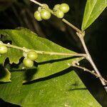 Adenophaedra grandifolia fruit picture by Nelson Zamora Villalobos (cc-by-nc)