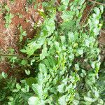 Solanum leucocarpon habit picture by R. Tournebize (cc-by-sa)