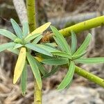 Euphorbia lamarckii leaf picture by Sastre Oriol (cc-by-sa)