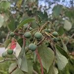 Homalanthus populifolius fruit picture by Kate Made (cc-by-sa)