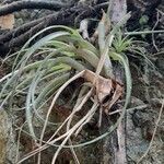 Tillandsia utriculata habit picture by Trap Hers (cc-by-sa)