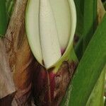 Philodendron giganteum flower picture by Daniel Barthelemy (cc-by-nc)