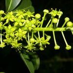 Pilocarpus racemosus flower picture by Nelson Zamora Villalobos (cc-by-nc)