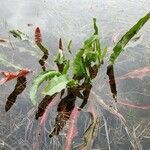 Rumex hydrolapathum leaf picture by Florence perier Florence PERIER (cc-by-sa)