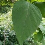 Catalpa speciosa leaf picture by Don Sadowsky (cc-by-sa)