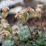 Androsace villosa habit picture by Yoan MARTIN (cc-by-sa)