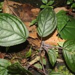 Drymonia turrialvae leaf picture by Nelson Zamora Villalobos (cc-by-nc)