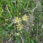 Clematis pauciflora flower picture by Lauren Holloway (cc-by-sa)