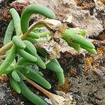 Delosperma nakurense fruit picture by susan brown (cc-by-sa)