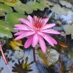 Nymphaea rubra flower picture by Vandana Chikkamath (cc-by-sa)