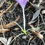 Crocus nudiflorus leaf picture by desplis (cc-by-sa)