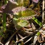 Bartsia alpina leaf picture by grutz (cc-by-sa)