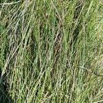 Festuca flavescens leaf picture by pauline lefebvre (cc-by-sa)