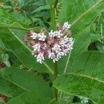 Asclepias sullivantii flower picture by Tiby (cc-by-sa)