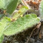 Stachys heraclea leaf picture by Francois Mansour (cc-by-sa)