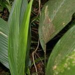 Geonoma cuneata habit picture by Nelson Zamora Villalobos (cc-by-nc)