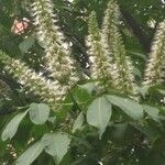 Aesculus chinensis flower picture by Dieter Albrecht (cc-by-sa)