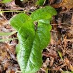 Smilax pumila leaf picture by Faircloth Tom (cc-by-sa)