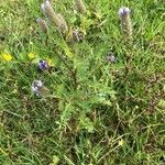 Dalea leporina habit picture by Frederic Vieilledent (cc-by-sa)