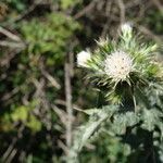 Carduus tenuiflorus flower picture by PhilBern (cc-by-sa)