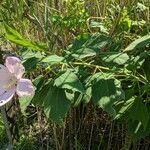 Hibiscus moscheutos habit picture by Matthias Foellmer (cc-by-sa)