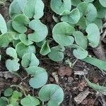 Dichondra microcalyx leaf picture by Trap Hers (cc-by-sa)