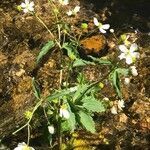 Ranunculus platanifolius habit picture by Zioivan Beirut (cc-by-sa)