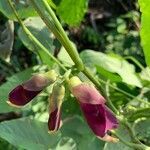 Mucuna pruriens flower picture by pierre vernet (cc-by-sa)