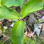 Trillium catesbaei leaf picture by Mayfield Ellis (cc-by-sa)