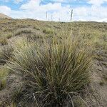 Festuca dolichophylla habit picture by Fabien Anthelme (cc-by-sa)