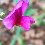 Lathyrus tingitanus flower picture by Acosta García Isabel (cc-by-sa)