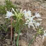 Pancratium canariense flower picture by Julie (cc-by-sa)