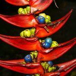 Heliconia lankesteri flower picture by Nelson Zamora Villalobos (cc-by-nc)