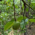 Annona glabra fruit picture by Lemaire Romain (cc-by-sa)