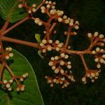 Vismia macrophylla fruit picture by Nelson Zamora Villalobos (cc-by-nc)