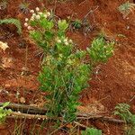 Codia nitida habit picture by Richard Chesher (cc-by-sa)